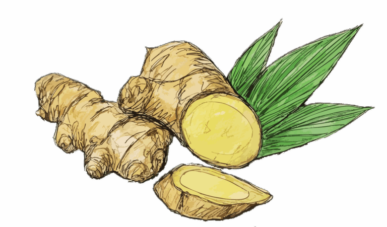 ขิงสดพร้อมใบเขียว